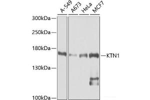Western blot analysis of extracts of various cell lines using KTN1 Polyclonal Antibody at dilution of 1:1000. (KTN1 anticorps)