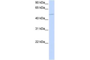 Western Blotting (WB) image for anti-Kinesin Family Member 12 (KIF12) antibody (ABIN2463898) (KIF12 anticorps)