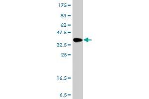 Western Blot detection against Immunogen (36.
