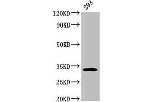 Western Blot Positive WB detected in: 293 whole cell lysate All lanes: EAPP antibody at 3. (EAPP anticorps  (AA 1-285))