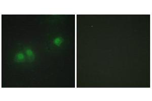 Immunofluorescence (IF) image for anti-ELAV2/4 (ELAV2/4) (Internal Region) antibody (ABIN1849272) (ELAV2/4 anticorps  (Internal Region))