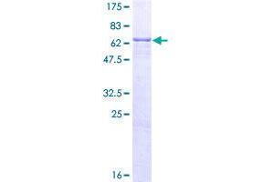 SDS-PAGE (SDS) image for Ectonucleoside Triphosphate diphosphohydrolase 5 (ENTPD5) (AA 1-407) protein (GST tag) (ABIN1352849)