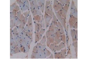 DAB staining on IHC-P Samples:Mouse Skeletal Muscle Tissue