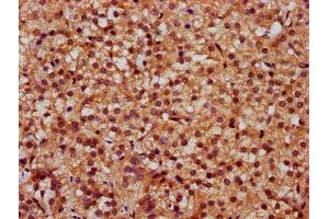 IHC image of ABIN7170935 diluted at 1:300 and staining in paraffin-embedded human adrenal gland tissue performed on a Leica BondTM system.