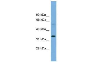 TM7SF4 antibody used at 0. (Transmembrane 7 Superfamily Member 4 (TM7SF4) (N-Term) anticorps)