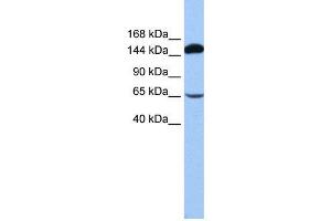 WB Suggested Anti-SRBD1  Antibody Titration: 0. (SRBD1 anticorps  (N-Term))