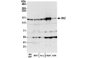 Western Blotting (WB) image for anti-Zinc Finger Protein 803 (ZNF803) (AA 1601-1651) antibody (ABIN7452669)