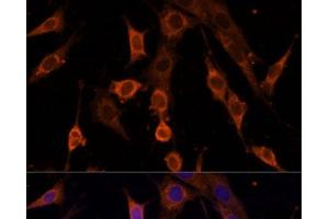 Immunofluorescence analysis of NIH/3T3 cells using PDCD4 Polyclonal Antibody at dilution of 1:100. (PDCD4 anticorps)