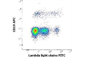 Flow cytometry multicolor surface staining of human lymphocytes stained using anti-human Lambda Light Chain (1-155-2) FITC antibody (4 μL reagent / 100 μL of peripheral whole blood) and anti-human CD19 (LT19) APC antibody (10 μL reagent / 100 μL of peripheral whole blood). (Lambda-IgLC anticorps  (FITC))