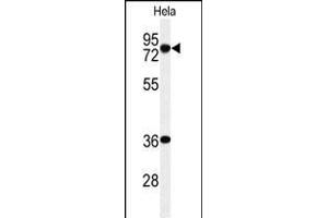 Western blot analysis of INT10 Antibody (C-term) (ABIN653879 and ABIN2843127) in Hela cell line lysates (35 μg/lane). (INTS10 anticorps  (C-Term))