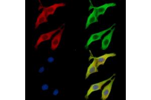 ABIN7096703 and ABIN7100768 staining HepG2 cells by IF/ICC.