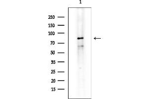 anti-Zinc Finger Protein 280C (ZNF280C) (Internal Region) antibody