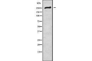 Western blot analysis of CACNA1E using HT-29 whole cell lysates