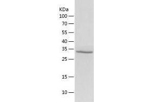 Western Blotting (WB) image for Phosducin-Like (PDCL) (AA 1-301) protein (His-IF2DI Tag) (ABIN7124391)