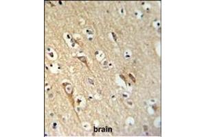 ALG10 Antibody (N-term) (ABIN653919 and ABIN2843153) IHC analysis in formalin fixed and paraffin embedded brain tissue followed by peroxidase conjugation of the secondary antibody and DAB staining. (ALG10 anticorps  (N-Term))