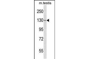Western blot analysis in mouse testis tissue lysates (35ug/lane). (TBC1D2 anticorps  (AA 438-465))