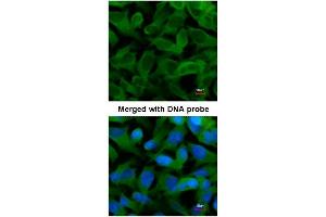Immunofluorescence analysis of paraformaldehyde-fixed HeLa, using TCP1 epsilon Antibody at 1/200 dilution.