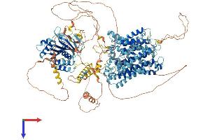 AlphaFold protein structure predicition of Human Recombinant SLC4A2 Protein, UniprotID P04920