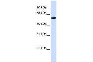 WB Suggested Anti-ZNF77 Antibody Titration:  0. (ZNF77 anticorps  (N-Term))