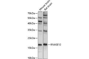 Western blot analysis of extracts of various cell lines, using RN antibody (ABIN7269985) at 1:1000 dilution. (RNASE12 anticorps  (AA 1-100))