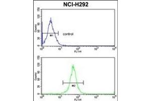 XPOT Antibody (C-term) (ABIN391953 and ABIN2841751) flow cytometric analysis of NCI- cells (bottom histogram) compared to a negative control cell (top histogram).
