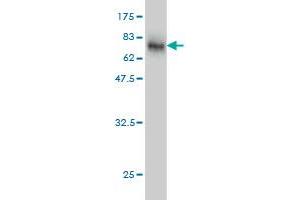 Western Blot detection against Immunogen (67.