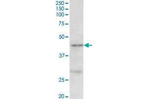 PRMT6 polyclonal antibody  (0. (PRMT6 anticorps  (Internal Region))