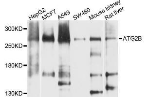 Western blot analysis of extracts of various cell lines, using ATG2B antibody. (ATG2B anticorps)