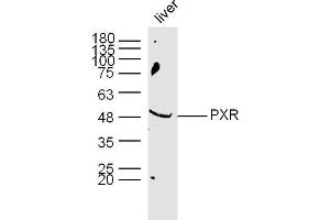 Mouse Liver lysates probed with PXR Polyclonal Antibody, Unconjugated  at 1:300 dilution and 4˚C overnight incubation. (NR1I2 anticorps  (AA 51-150))