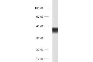 dilution: 1 : 1000, sample: rat brain homogenate (Synaptoporin anticorps)