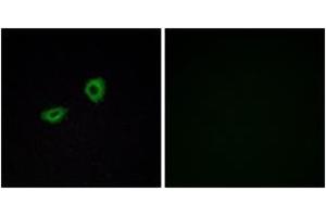 Immunofluorescence (IF) image for anti-Cholinergic Receptor, Muscarinic 5 (CHRM5) (AA 281-330) antibody (ABIN2890807) (CHRM5 anticorps  (AA 281-330))
