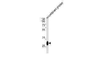 BCL2L1 Antibody (ABIN1882212 and ABIN2843472) western blot analysis in recombinant protein lysates (35 μg/lane). (BCL2L1 anticorps)