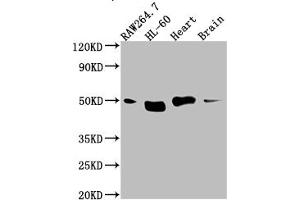 Western Blot Positive WB detected in: RAW264. (Recombinant TINF2 anticorps)