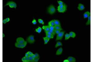 Immunofluorescence staining of MCF-7 cells with ABIN7164746 at 1:166, counter-stained with DAPI. (PA2G4 anticorps  (AA 2-394))