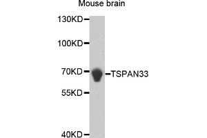 Western blot analysis of extracts of mouse brain, using TSPAN33 antibody (ABIN5973010). (TSPAN33 anticorps)