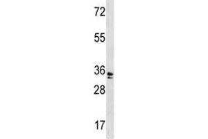 WDR5 antibody western blot analysis in A2058 lysate.