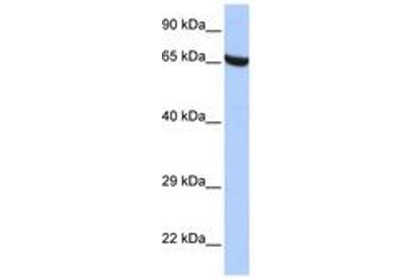 ZNF528 anticorps  (AA 396-445)