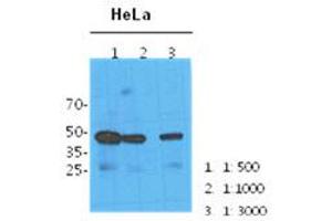 Western Blotting (WB) image for anti-N-Acetylneuraminic Acid Synthase (NANS) antibody (ABIN781547)