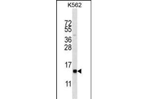 HIST1H2BL Antibody (N-term) (ABIN656638 and ABIN2845883) western blot analysis in K562 cell line lysates (35 μg/lane). (Histone 2b (HIST1H2BL) (AA 1-30), (N-Term) anticorps)