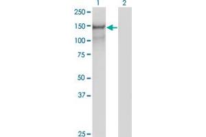 Western Blot analysis of PCDH10 expression in transfected 293T cell line by PCDH10 monoclonal antibody (M07), clone 2H6. (PCDH10 anticorps  (AA 18-127))