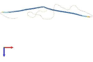 Coiled-Coil Domain Containing 166 (CCDC166) (AA 1-439) protein (His tag)