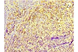 Immunohistochemistry of paraffin-embedded human tonsil tissue using ABIN7156877 at dilution of 1:100 (IL27 Receptor alpha anticorps  (AA 33-283))