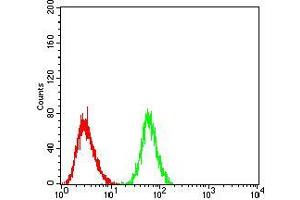 Flow cytometric analysis of Raji cells using PRDM1 mouse mAb (green) and negative control (red).