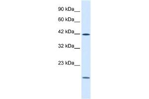 WB Suggested Anti-USF1 Antibody Titration:  1. (USF1 anticorps  (N-Term))