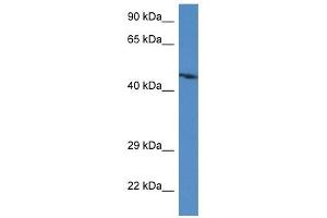 Western Blot showing Abra antibody used at a concentration of 1. (ABRA anticorps  (C-Term))
