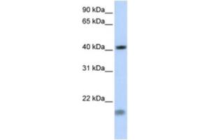 Western Blotting (WB) image for anti-Short Stature Homeobox 2 (SHOX2) antibody (ABIN2460684) (SHOX2 anticorps)
