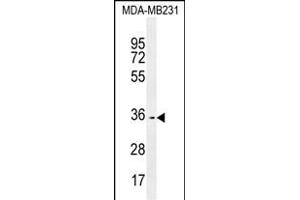 OR10Z1 Antibody (C-term) (ABIN655371 and ABIN2844927) western blot analysis in MDA-M cell line lysates (35 μg/lane).