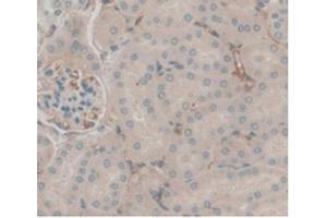 IHC-P analysis of Mouse Kidney Tissue, with DAB staining. (C5A anticorps  (AA 679-755))