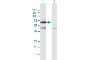 Western Blot analysis of IL17RC expression in transfected 293T cell line by IL17RC MaxPab polyclonal antibody.
