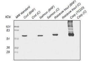 Western Blotting (WB) image for anti-Cytochrome P450 1A (CYP1A) antibody (ABIN108737) (CYP1A anticorps)